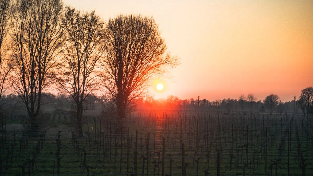A Twenty Valley vineyard in Jordan at sunrise
